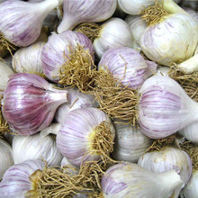 Chesnok Red Garlic - Bulk