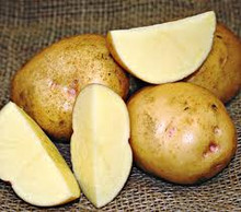 Organic Potato - Yukon Gold