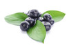 Some of the benefits of Acai Berry in cosmetics:

Look for skin care products that include acai  berry. It is a natural alternative to chemical-based products and you’ll be feeding your skin with nutrients galore. As we age, our skin moisture decreases and wrinkles can look deeper.  Acai berry plumps the skin and passes through the lipid layer, improving the absorption of other ingredients.

Besides being so rich in antioxidants, acai  berry contains fatty acids that help the skin look more tight. In topical formulations, nutrients like fatty acids protect the skin from environmental aggressors and reduce the appearance of aging. This superfruit is also abundant in vitamins and minerals.