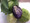 Grown in the lush fields of singleton. 