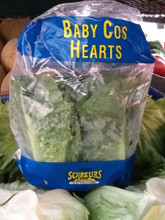 Very sweet cos lettuce