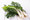 This spinach is locally grown in singleton . It is picked fresh the day before delivery. 