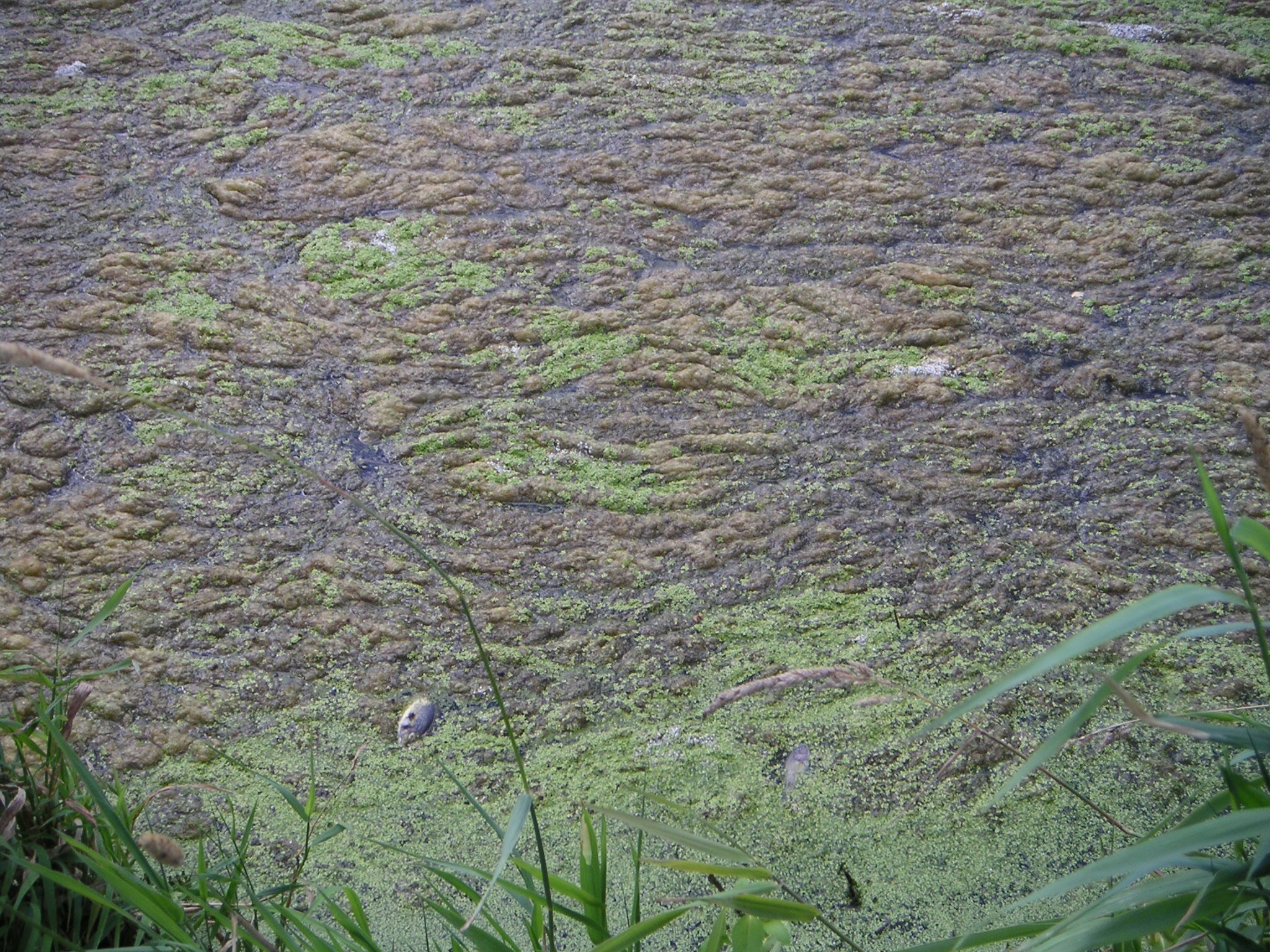 duckweed-and-watermeal-close-up.jpg