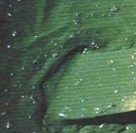 palnktonic-algae.jpg