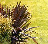 Phormium grass Phormium grass