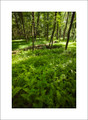 Ferns & Forest, Cades Cove