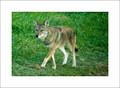 Coyote, Cades Cove