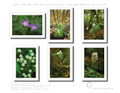 Note Cards - Great Smoky Mountains Set #3 Wild Flowers