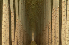 Cathedral Trees is a fine art photograph by Richard Mack and has been included in several books. It has won multiple awards including the 2012 Masters Cup and the 2019 International Color Awards in the Professional Nature Category. It is printed to the exacting standards of Richard on fine art paper or canvass. 