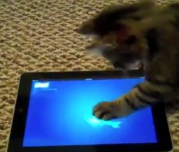 ipad-cat.png