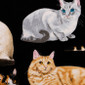 Here Kitty Kitty Poppy Scrub Caps - Image Variant_0