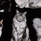 Here Kitty Kitty Poppy Scrub Caps - Image Variant_2