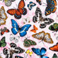 Butterfly Collection Poppy Scrub Cap - Image Variant_0