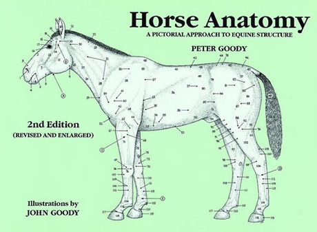 Horse Anatomy Book by Peter Goody