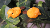 2 YELLOW Mushroom Birds 1 1/4 inch  #B4