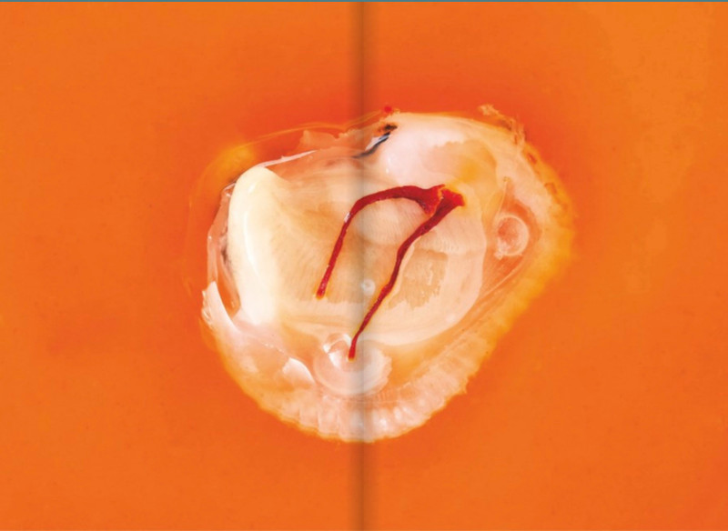 Christophe Pelé - Le Clarence: The Cookbook (English) *OUT OF