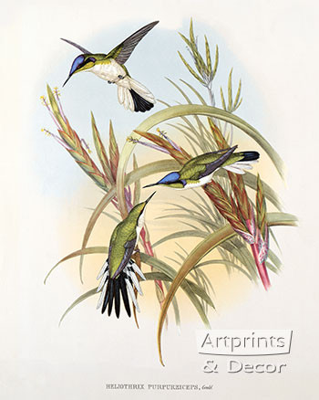 Heliothrix Purpureiceps - Hummingbird by John Gould - Framed Art Print