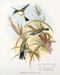 Heliothrix Purpureiceps - Hummingbird by John Gould - Framed Art Print
