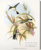 Heliothrix Purpureiceps - Hummingbird by John Gould - Stretched Canvas Art Print