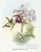 Thaumatias Chionurus - Hummingbird by John Gould - Framed Art Print