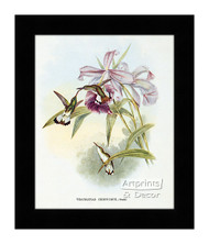 Thaumatias Chionurus - Hummingbird - Framed Art Print
