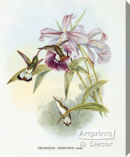 Thaumatias Chionurus - Hummingbird by John Gould - Stretched Canvas Art Print