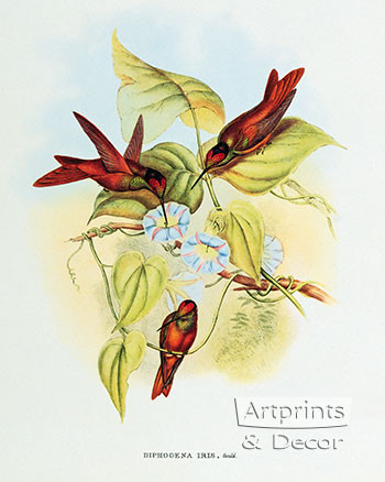 Diphogena Iris - Hummingbird by John Gould - Framed Art Print