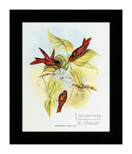 Diphogena Iris - Hummingbird - Framed Art Print