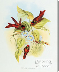 Diphogena Iris - Hummingbird by John Gould - Stretched Canvas Art Print
