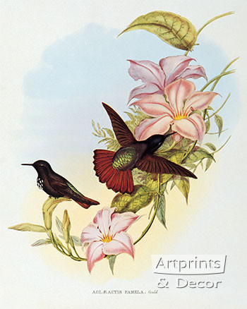Aglaeactis Pamela - Hummingbird by John Gould - Art Print