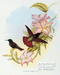 Aglaeactis Pamela - Hummingbird by John Gould - Art Print