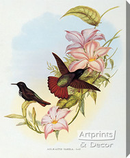 Aglaeactis Pamela - Hummingbird by John Gould - Stretched Canvas Art Print