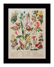Familiar Flowering Plants - Framed Art Print