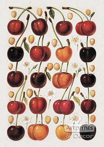 Cherries - Framed Art Print