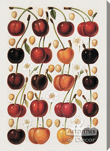 Cherries - Stretched Canvas Art Print