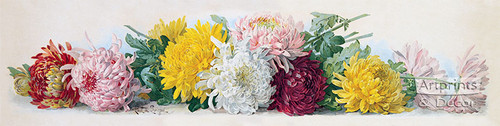 Study of Chrysanthemums by Paul de Longpre - Art Print