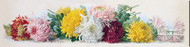 Study of Chrysanthemums by Paul de Longpre - Stretched Canvas Art Print