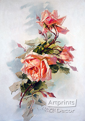 Light Pink Roses, Framed Art Print by Catherine Klein at Light Pink Roses, Framed Art Print by Catherine Klein at