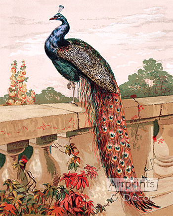 Peacock by Harrison Weir - Framed Art Print