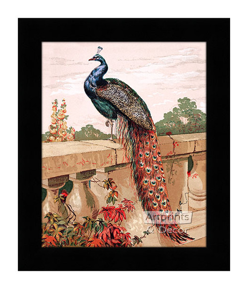 Peacock, Art Print by Harrison Weir at