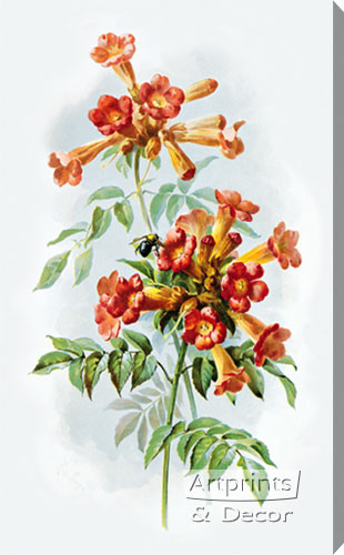 Trumpet Vine by Paul de Longpre - Stretched Canvas Art Print