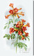 Trumpet Vine by Paul de Longpre - Stretched Canvas Art Print