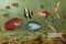 Fish Aquarium II by Merculiano - Framed Art Print