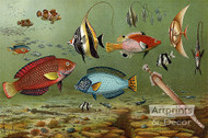 Fish Aquarium II - Art Print
