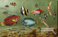 Fish Aquarium II - Stretched Canvas Art Print