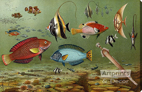 Fish Aquarium II - Stretched Canvas Art Print