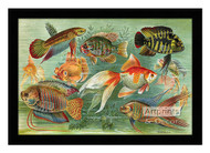 Fish Aquarium III - Framed Art Print
