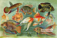 Fish Aquarium III - Art Print