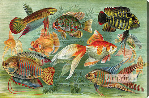 Fish Aquarium III - Stretched Canvas Art Print