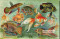 Fish Aquarium III - Stretched Canvas Art Print